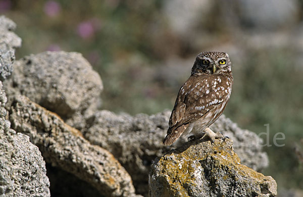 Steinkauz (Athene noctua)