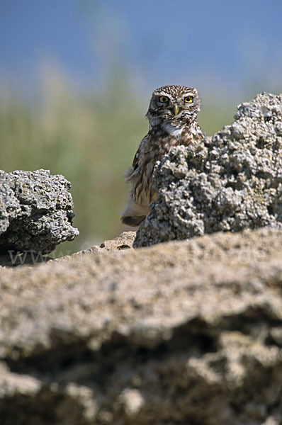 Steinkauz (Athene noctua)