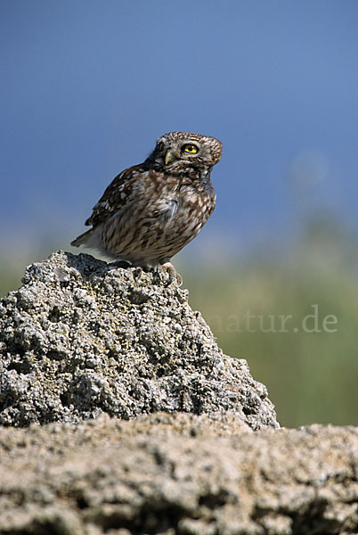 Steinkauz (Athene noctua)