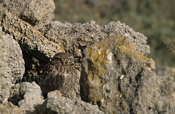 Steinkauz (Athene noctua)