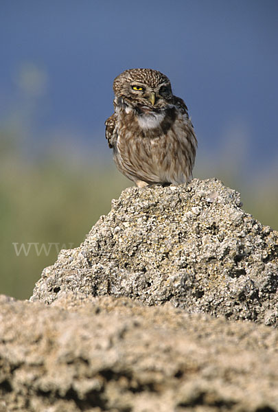 Steinkauz (Athene noctua)