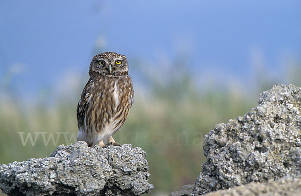 Steinkauz (Athene noctua)