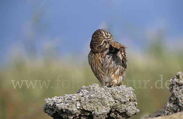 Steinkauz (Athene noctua)