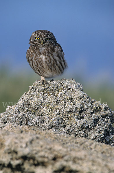 Steinkauz (Athene noctua)