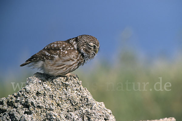 Steinkauz (Athene noctua)