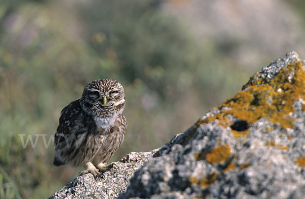 Steinkauz (Athene noctua)