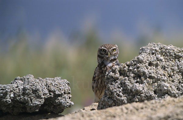 Steinkauz (Athene noctua)