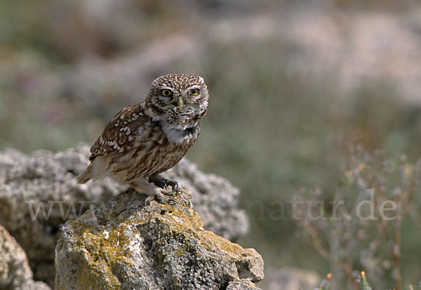 Steinkauz (Athene noctua)