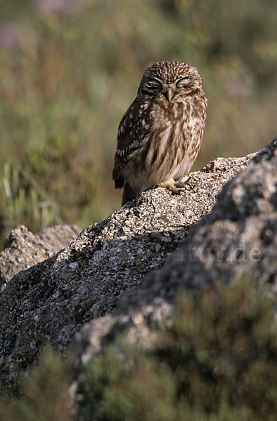 Steinkauz (Athene noctua)