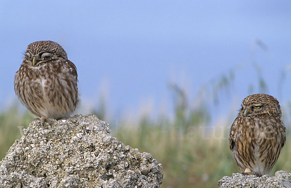 Steinkauz (Athene noctua)