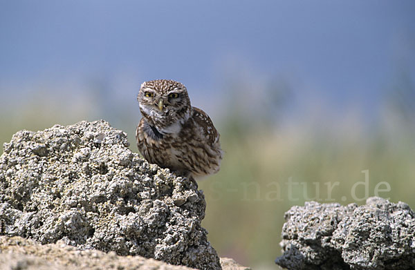 Steinkauz (Athene noctua)