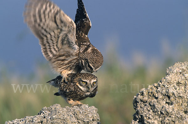 Steinkauz (Athene noctua)