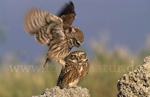 Steinkauz (Athene noctua)