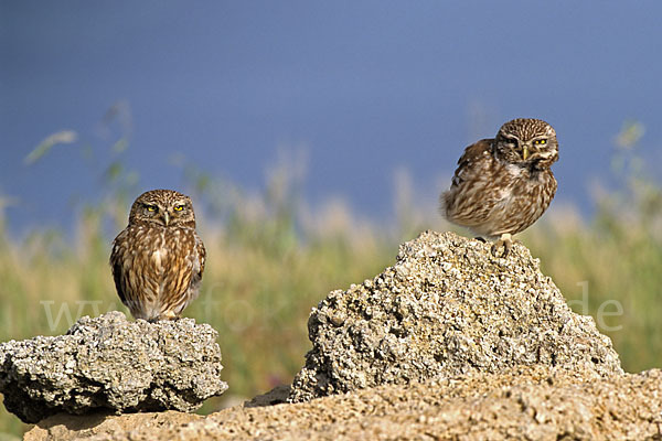 Steinkauz (Athene noctua)