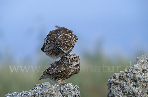 Steinkauz (Athene noctua)