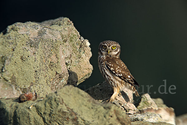 Steinkauz (Athene noctua)