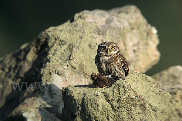 Steinkauz (Athene noctua)