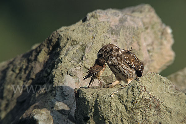 Steinkauz (Athene noctua)