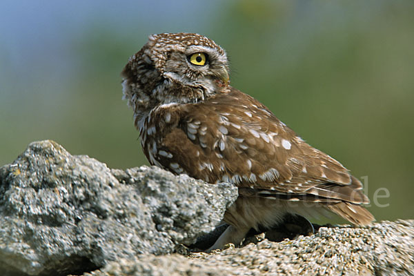 Steinkauz (Athene noctua)