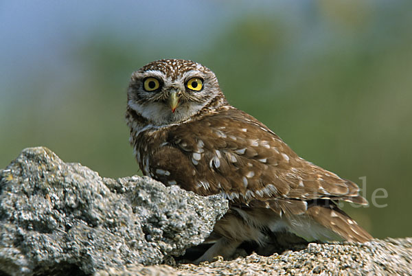 Steinkauz (Athene noctua)