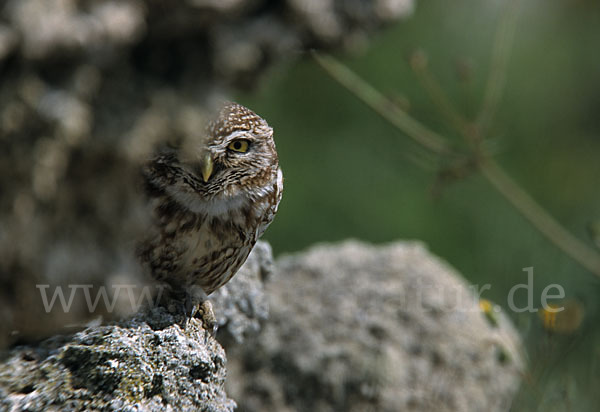 Steinkauz (Athene noctua)