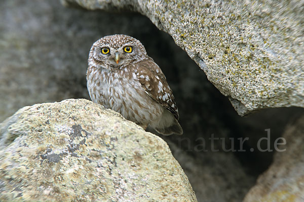 Steinkauz (Athene noctua)