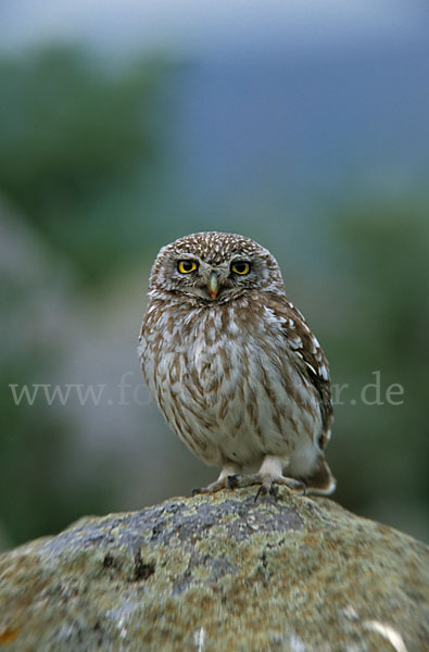 Steinkauz (Athene noctua)