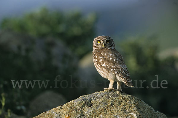 Steinkauz (Athene noctua)