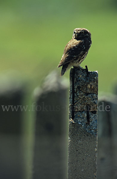 Steinkauz (Athene noctua)