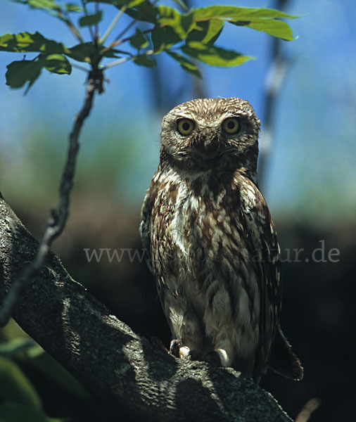 Steinkauz (Athene noctua)