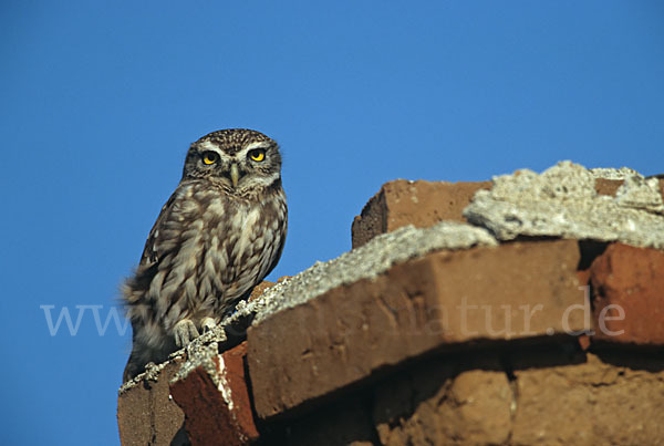 Steinkauz (Athene noctua)