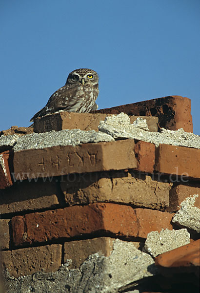 Steinkauz (Athene noctua)