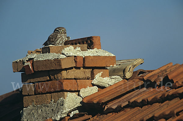 Steinkauz (Athene noctua)