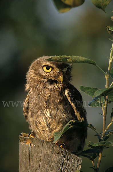 Steinkauz (Athene noctua)