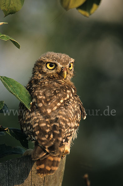 Steinkauz (Athene noctua)