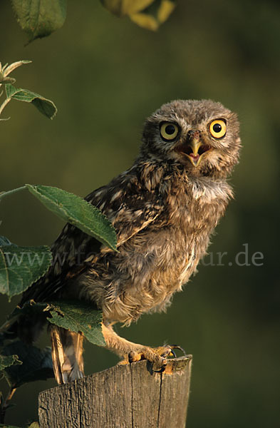 Steinkauz (Athene noctua)