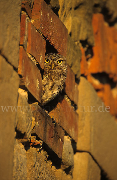 Steinkauz (Athene noctua)