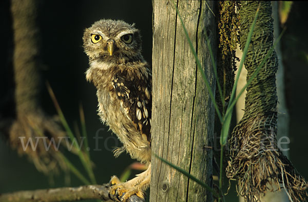 Steinkauz (Athene noctua)