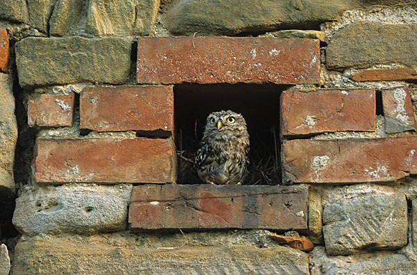 Steinkauz (Athene noctua)