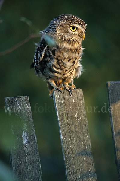 Steinkauz (Athene noctua)