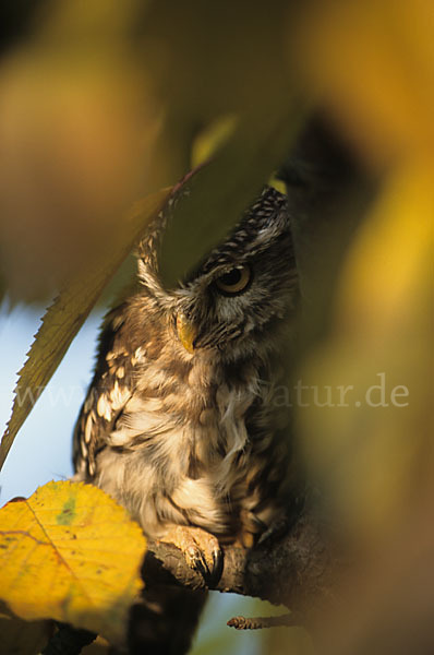 Steinkauz (Athene noctua)