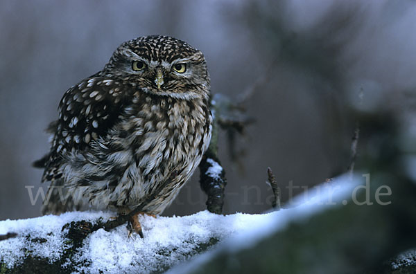 Steinkauz (Athene noctua)