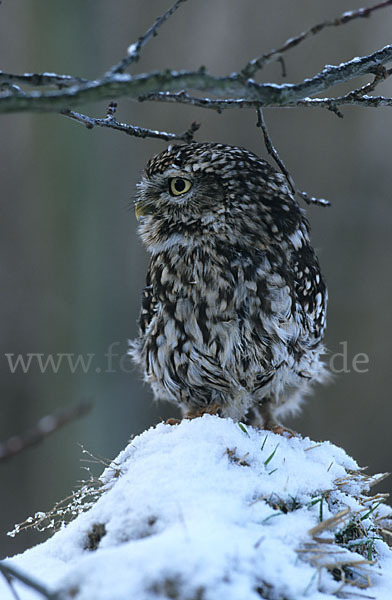 Steinkauz (Athene noctua)