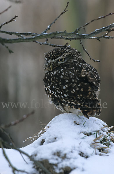 Steinkauz (Athene noctua)