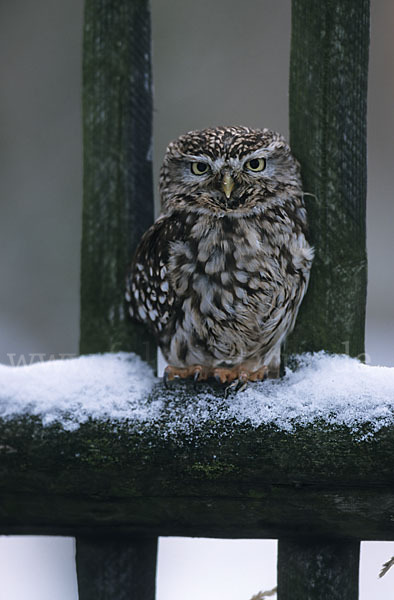 Steinkauz (Athene noctua)