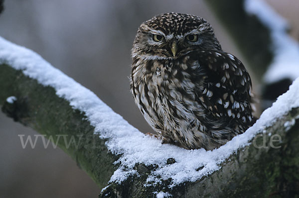 Steinkauz (Athene noctua)