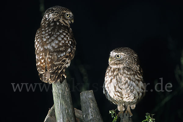 Steinkauz (Athene noctua)