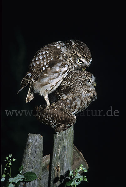 Steinkauz (Athene noctua)