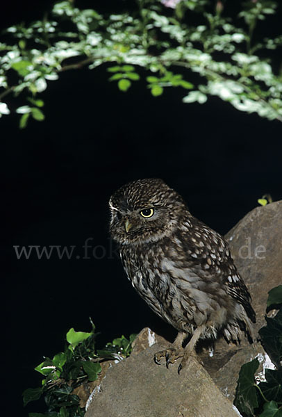 Steinkauz (Athene noctua)