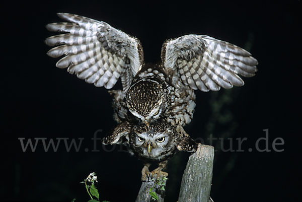 Steinkauz (Athene noctua)